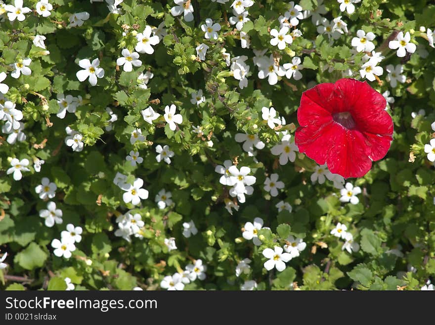 One red among white-multi-coloured bed