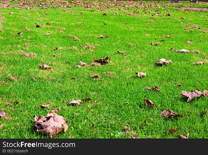 View of leafs on grass, autumn time. View of leafs on grass, autumn time