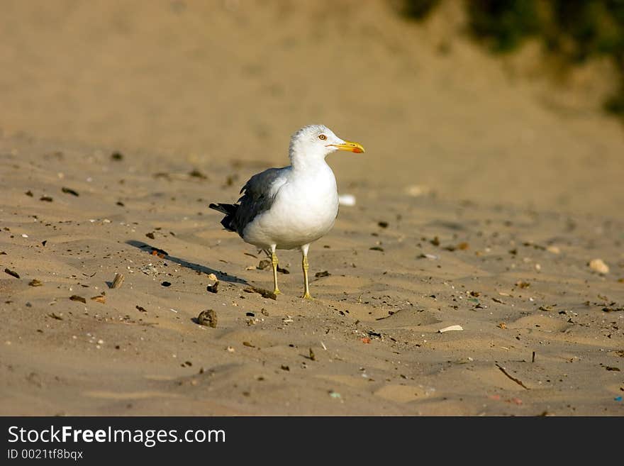 Seagull on the beach