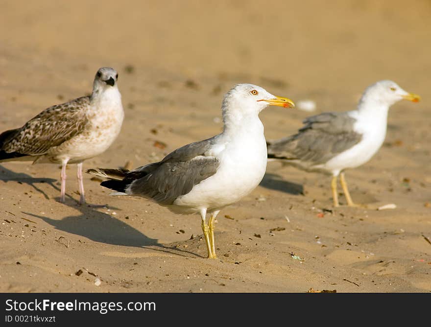 Seagulls on the beach