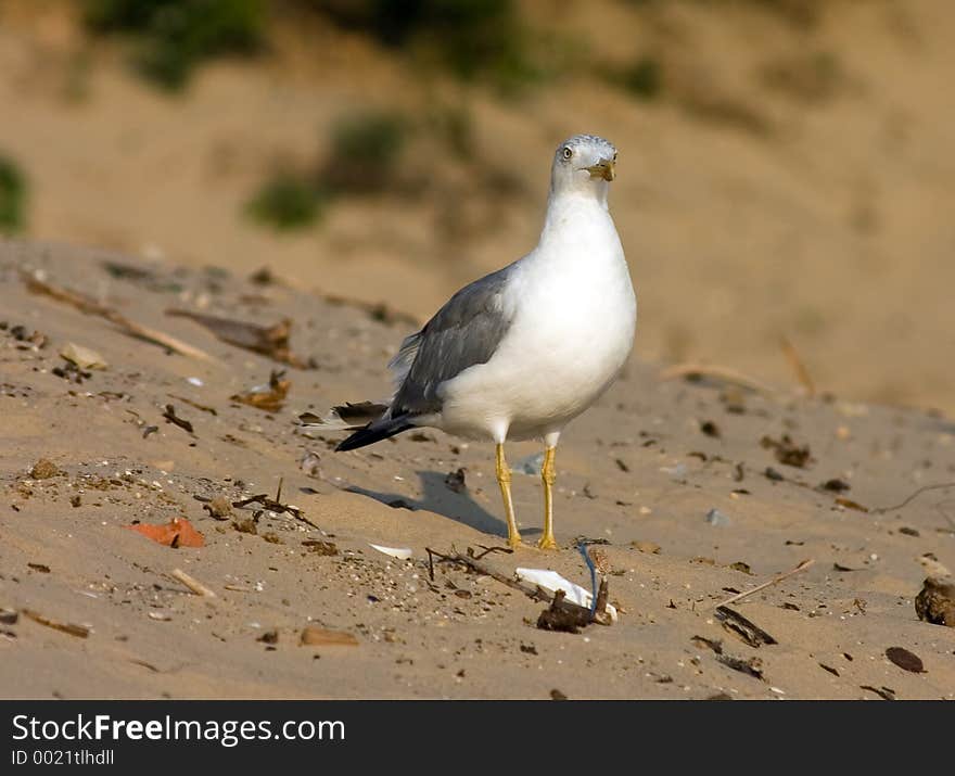 Seagull on the beach