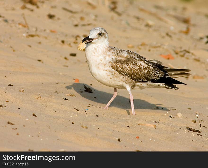 Seagull on the beach