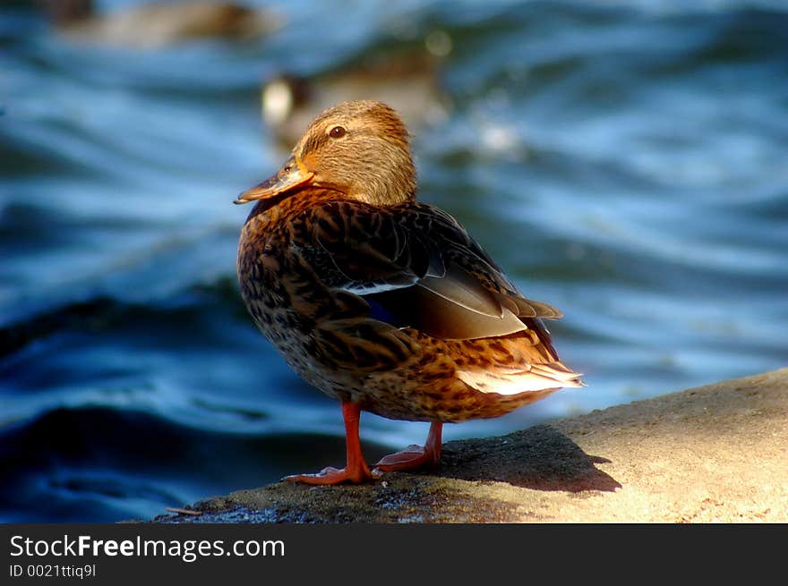 Duckling on the Spotlight