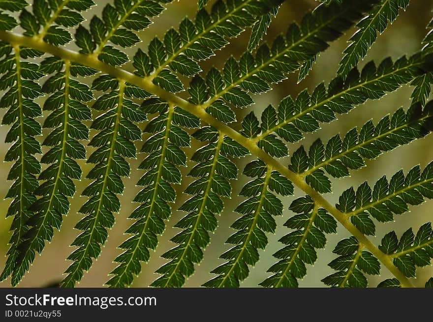 Branch Of A Fern Tree