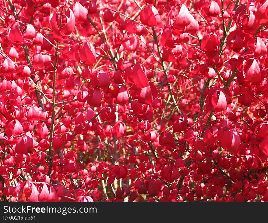 Red Shrub