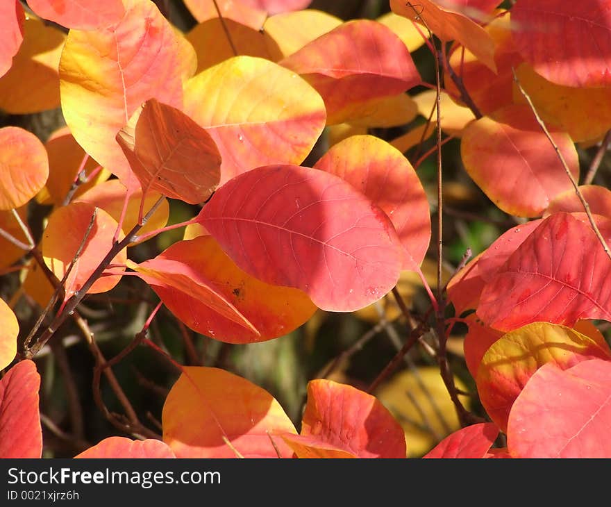 A beautiful macro shot of fall colored leaves. A beautiful macro shot of fall colored leaves