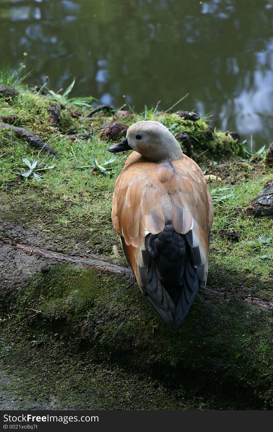 A duck, which is not quite interested in going for a swim. A duck, which is not quite interested in going for a swim