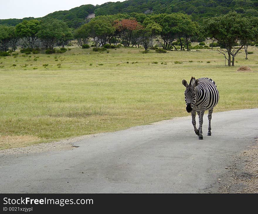 A solitary zebra walking down a road. A solitary zebra walking down a road