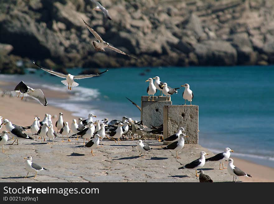 Seagulls flight