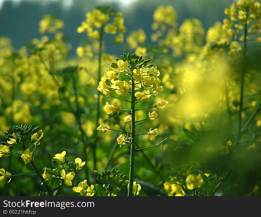 Yellow plant