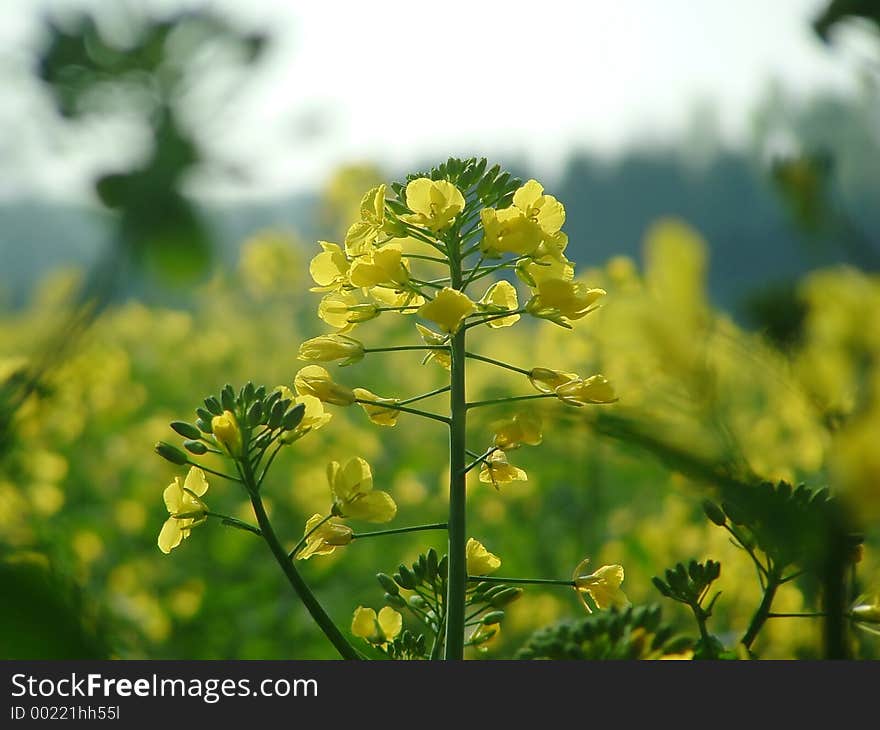 Yellow plant