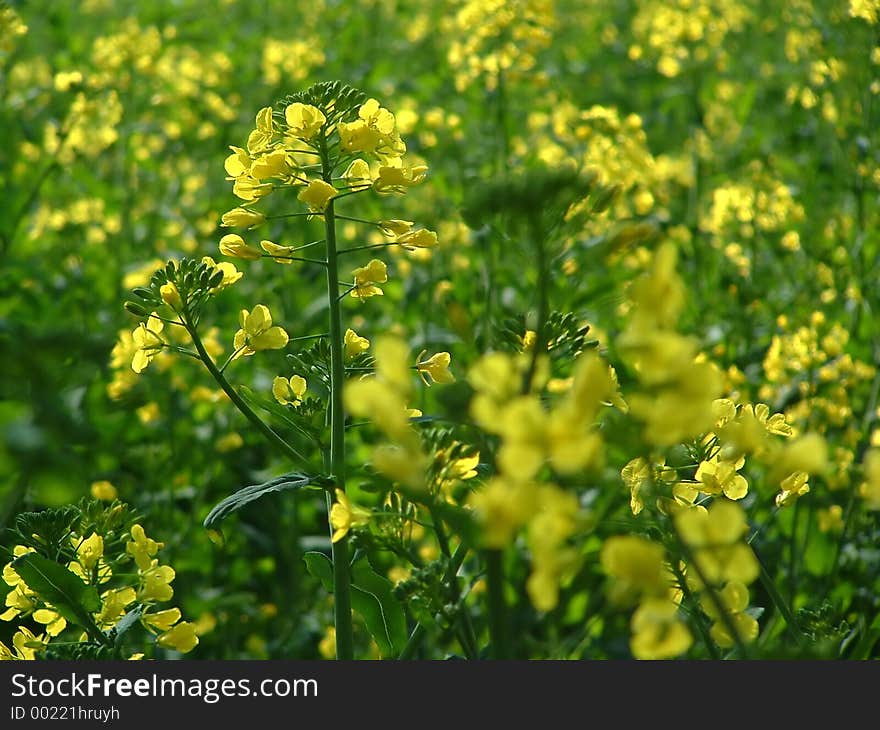 Yellow plant