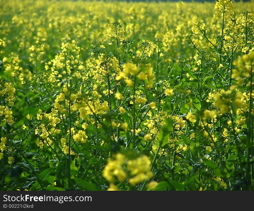 Yellow field