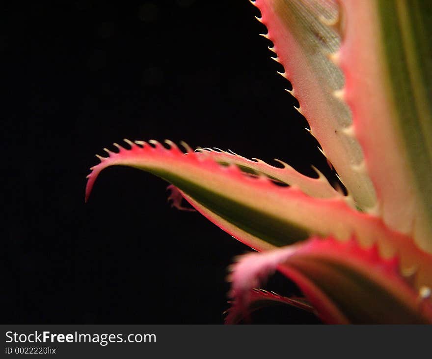 Ananas leaf