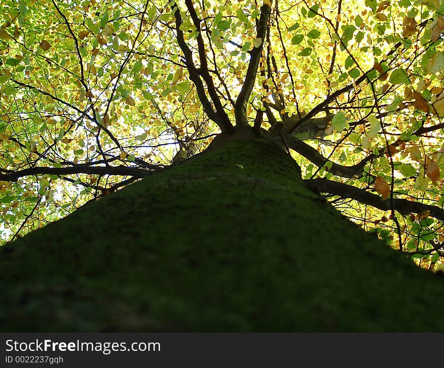 Trunk