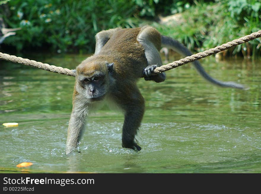 Young Java Macaque