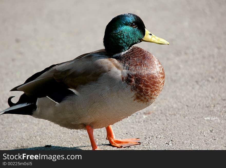 Duck mallard 4