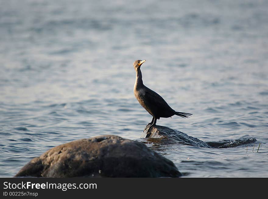 Cormorant on rock 2