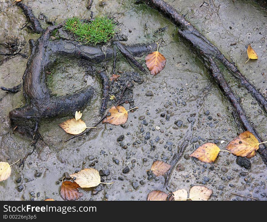 Roots, Leaves And Mud