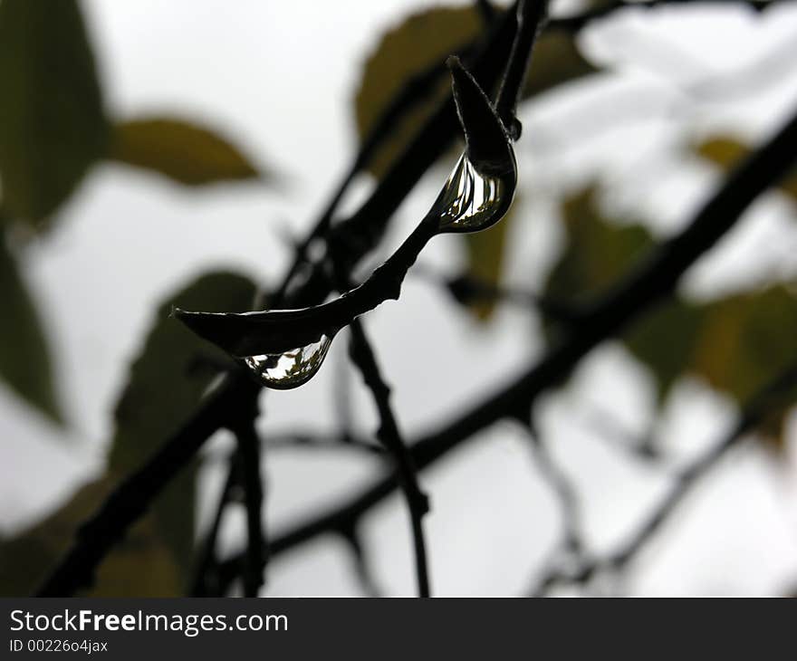 Waterdrops hung on the tips of twigs and leaves just after a rain. I zoomed in on a couple of them in super-macro mode, leaving the background branches blurred with the gray sky. It looks sort of surreal. Waterdrops hung on the tips of twigs and leaves just after a rain. I zoomed in on a couple of them in super-macro mode, leaving the background branches blurred with the gray sky. It looks sort of surreal.