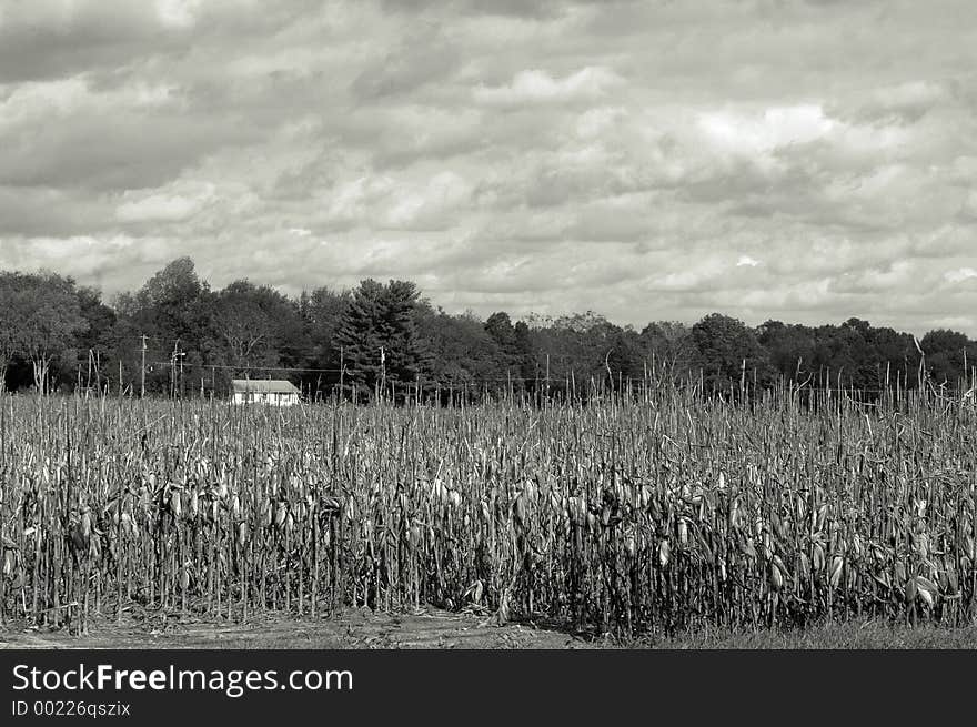 Sepia black and white cornfield. Sepia black and white cornfield