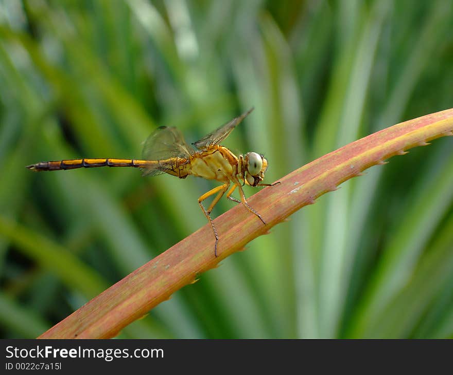 Dragonfly resting on a leaf, with focus on the body, head and legs