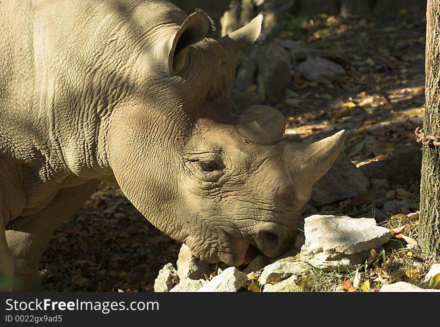 A rhinoceros grazing on vegetation