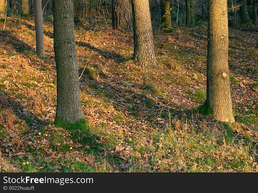 Autumn wood at sunset, G�teborg, Sweden