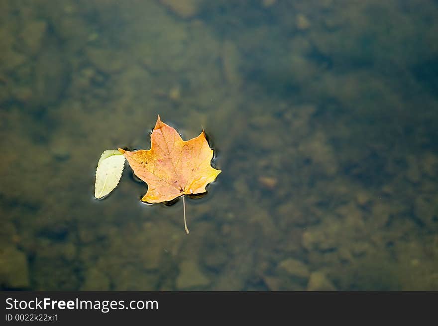 A leaf floats on the surface of a clear lake. A leaf floats on the surface of a clear lake