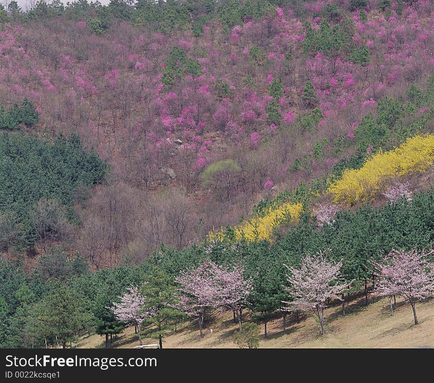 Forest Image