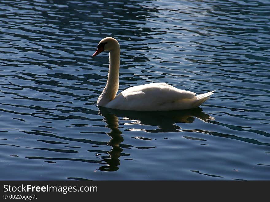 White Mute Swan. White Mute Swan