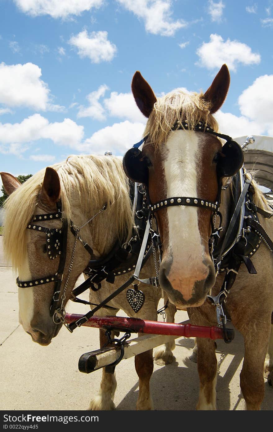 A pair of horses hitched to a wagon. A pair of horses hitched to a wagon.