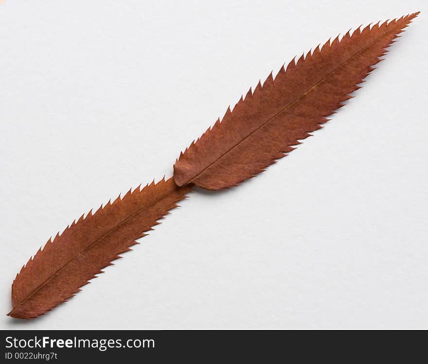 Slash symbol: alphabet and numbers with autumn brown red dry leaf on white background