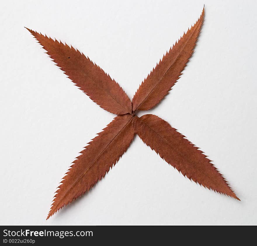 Moltiplication symbol: alphabet and numbers with autumn brown red dry leaf on white background