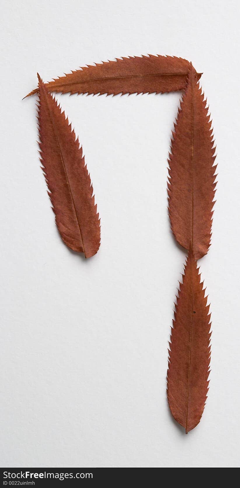 Question mark symbol: alphabet and numbers with autumn brown red dry leaf on white background