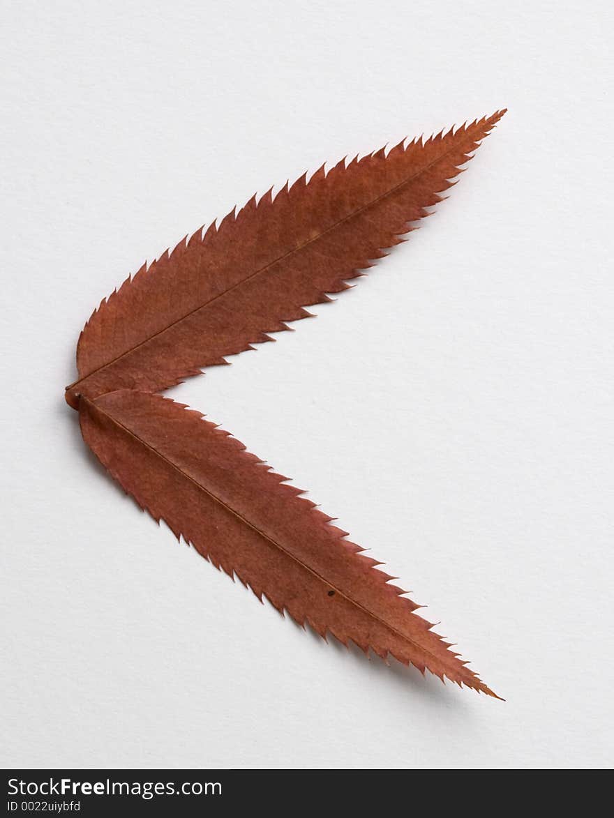 Minor symbol: alphabet and numbers with autumn brown red dry leaf on white background