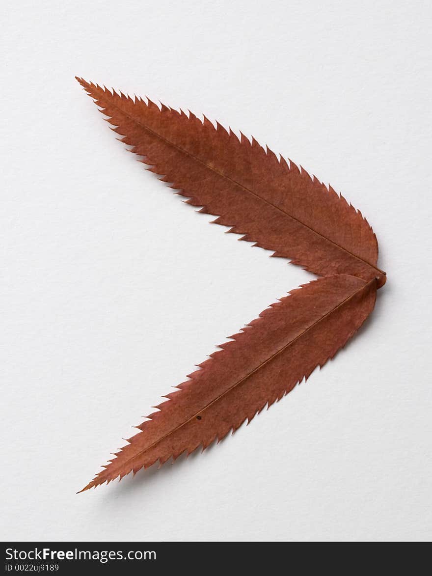 Mayor symbol: alphabet and numbers with autumn brown red dry leaf on white background