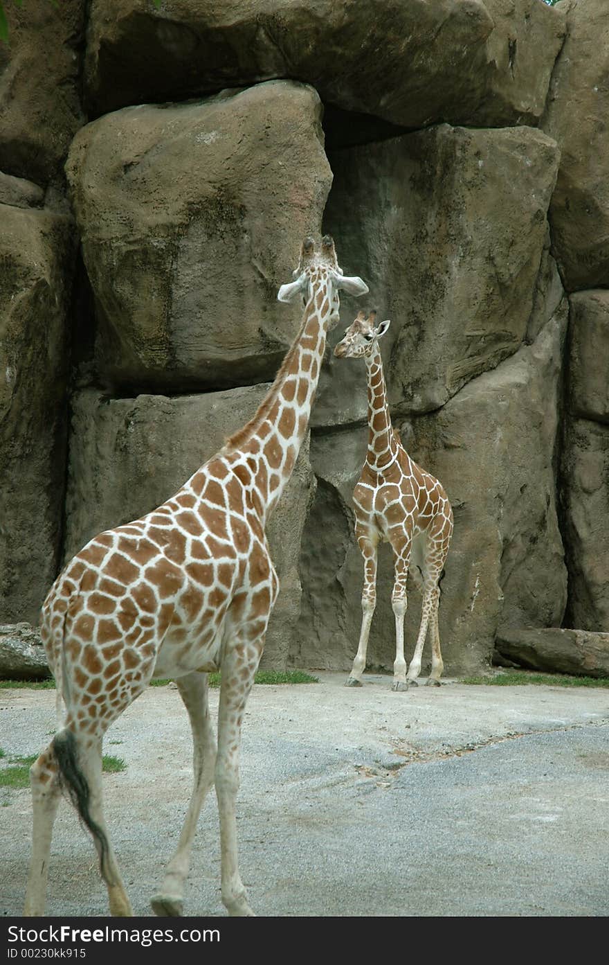 Giraffe