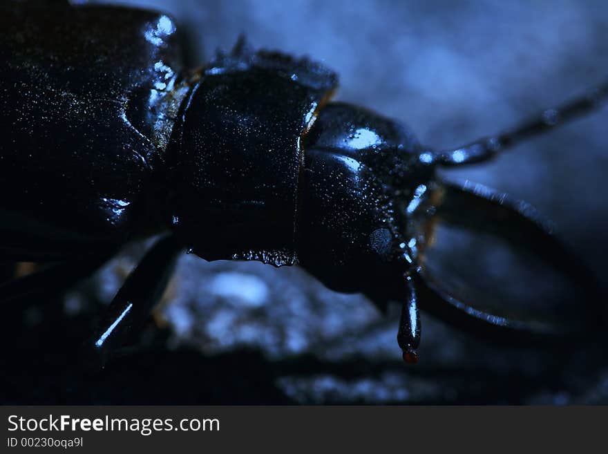 Big blue insect with dramatic lighting. Big blue insect with dramatic lighting