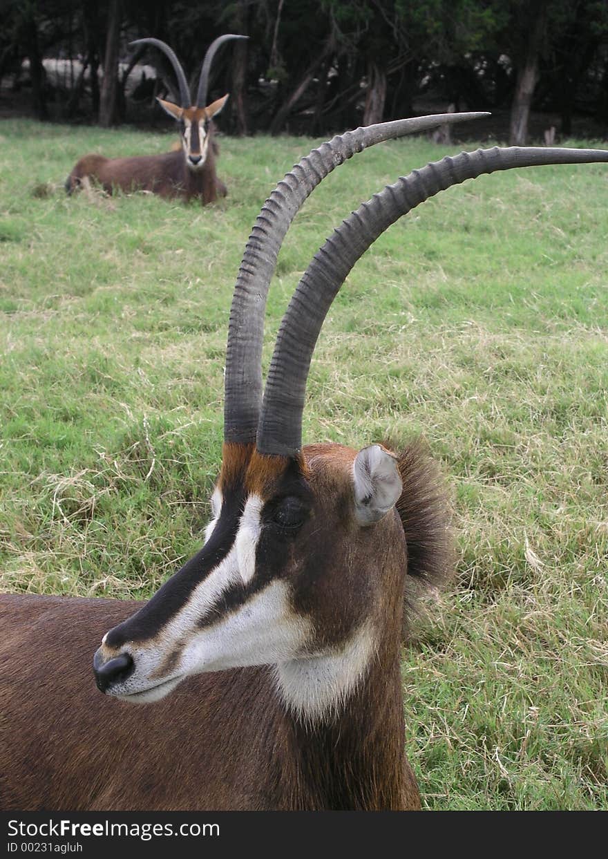 Sable Antelopes