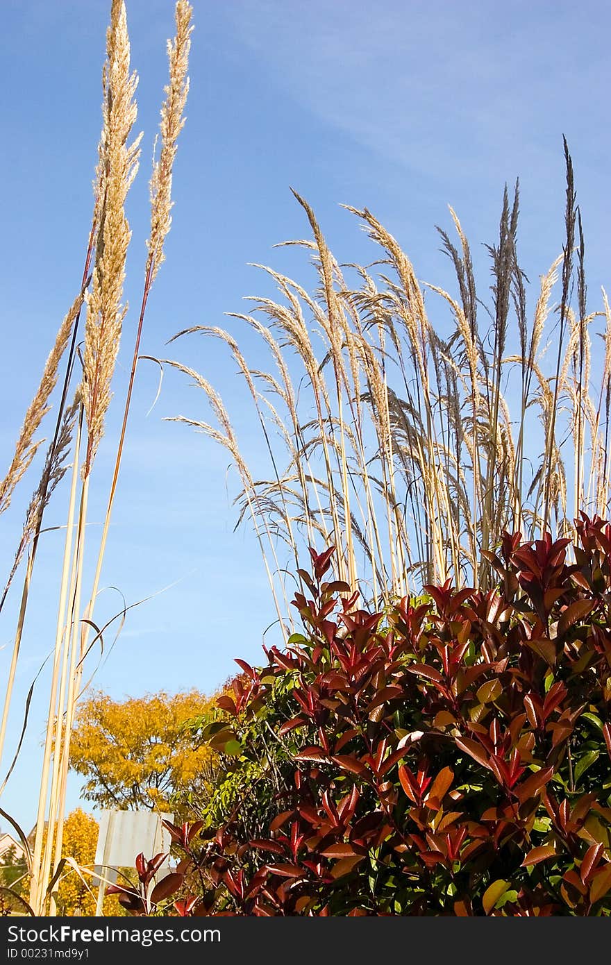 Various plants with some nice fall colors. Various plants with some nice fall colors