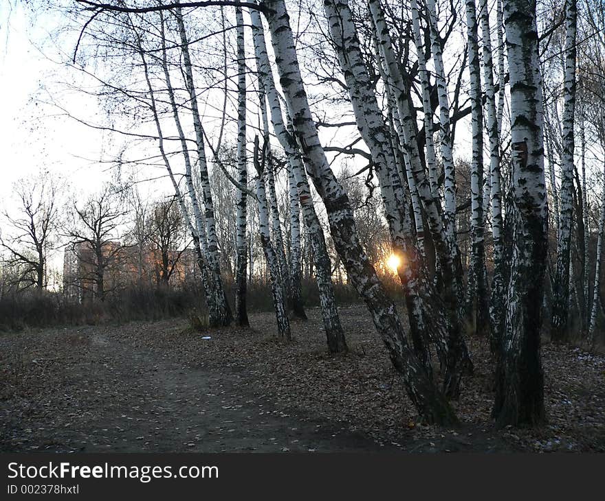 Birch grove in sunset. Birch grove in sunset