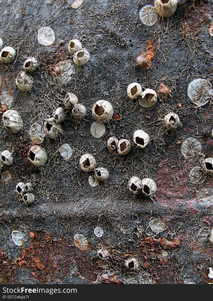 Shells on boat bottom