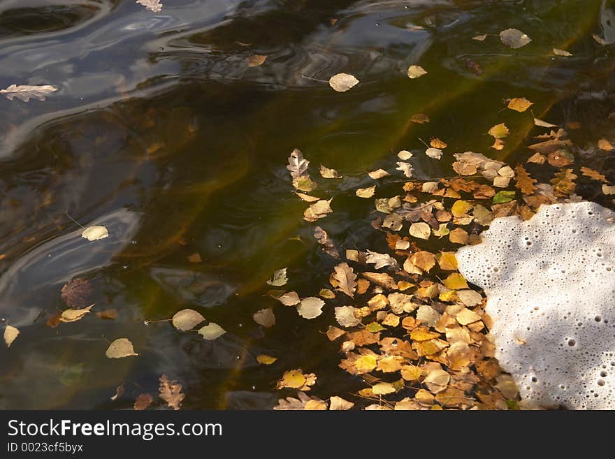 Leaves on the water