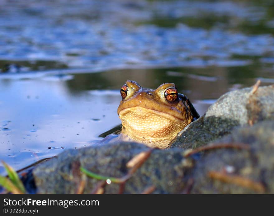 Frog in pond