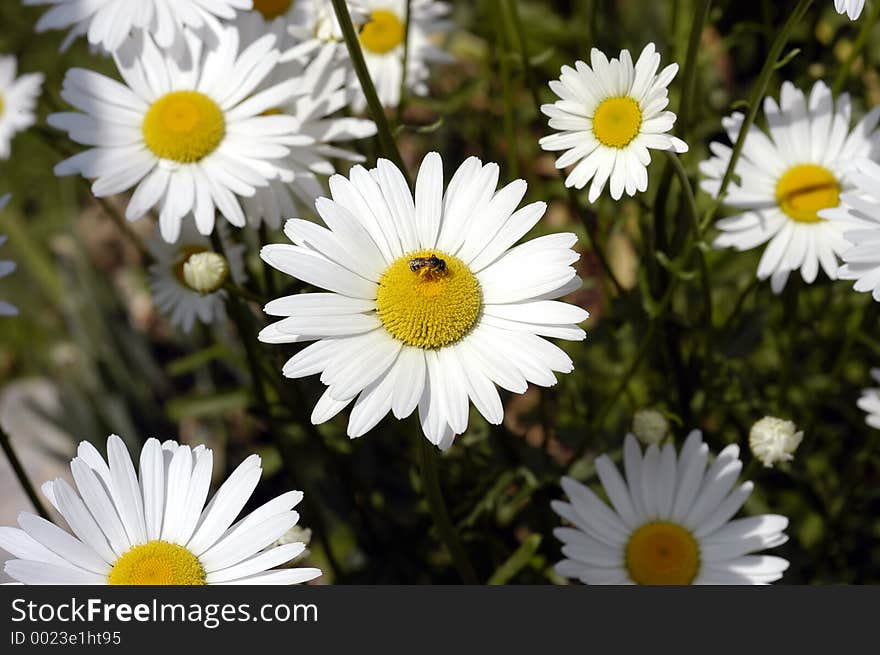 Daisies With Bee.