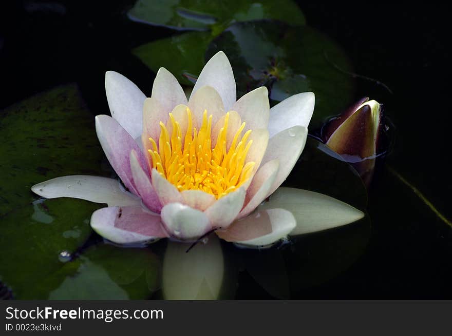 Water lily with bud.