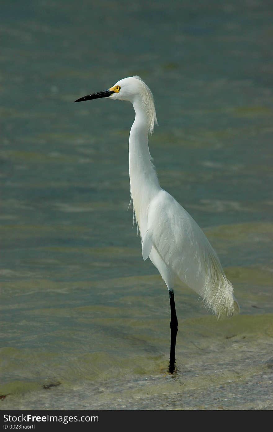 Snowy egret at surf line