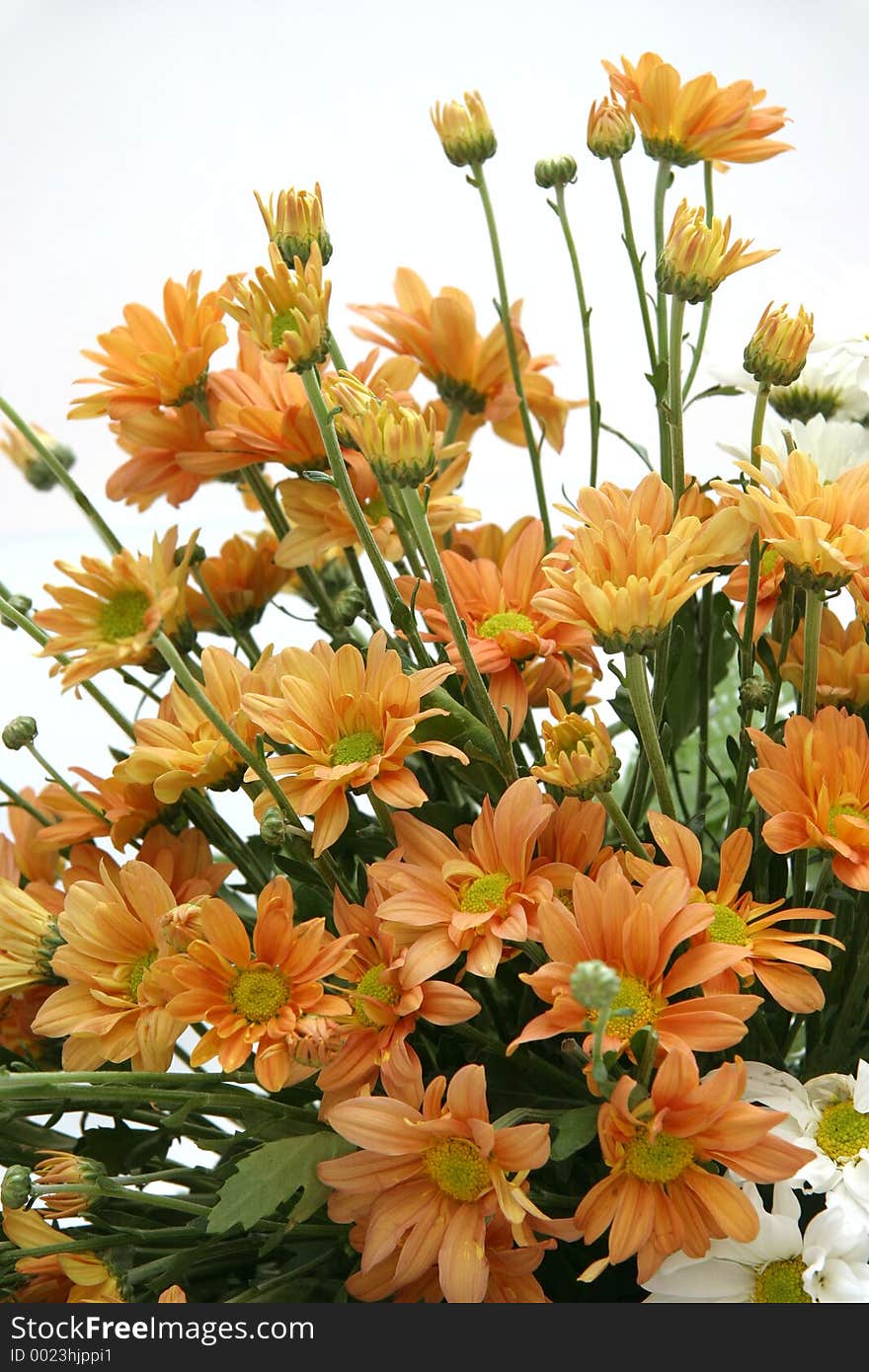 Bouquet of brown chrysanthemums. Bouquet of brown chrysanthemums