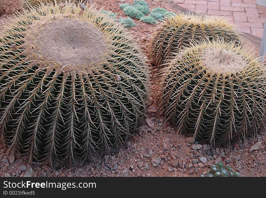 Big ball cactus. Big ball cactus